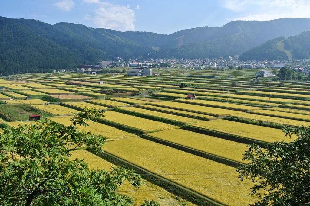 長野県産こしひかり7年産25㎏/ヤマト運輸